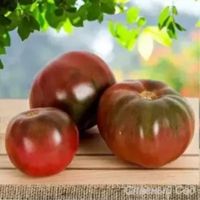 gordost-pirsa-8-158931