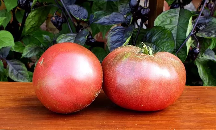 gordost-pirsa-main-158931