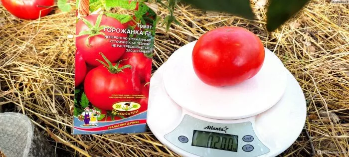 gorozhanka-main-151064