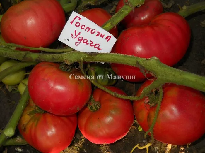 gospozha-udacha-5-159272