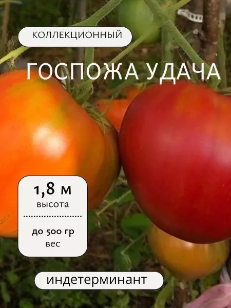 gospozha-udacha-7-159272