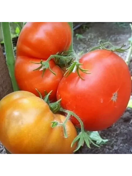 gospozha-udacha-main-159272