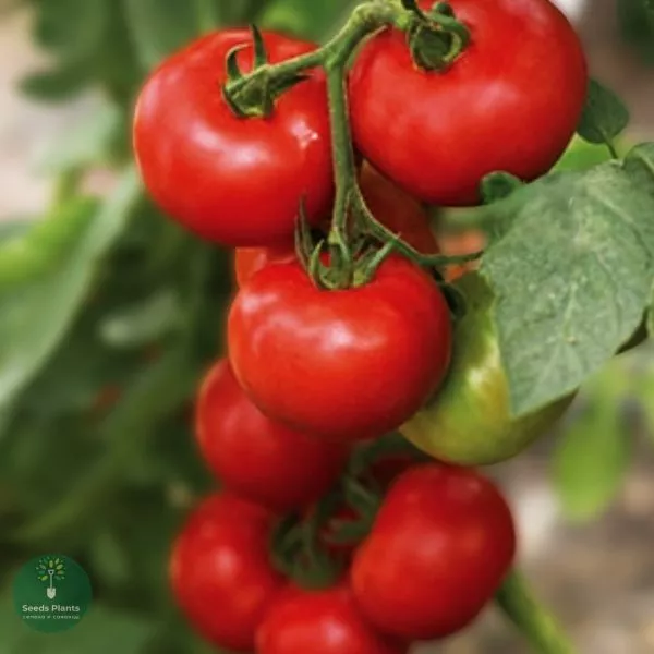 grandessa-main-155383