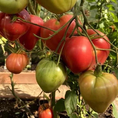 grazhdanskaya-voyna-kima-10-163949