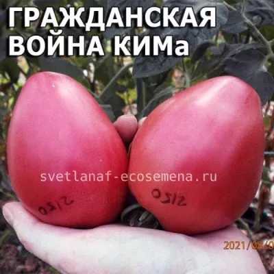 grazhdanskaya-voyna-kima-11-163949