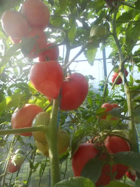 grazhdanskaya-voyna-kima-3-163949