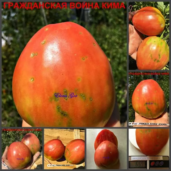 grazhdanskaya-voyna-kima-5-163949