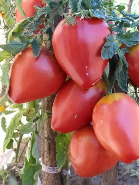 grazhdanskaya-voyna-kima-7-163949