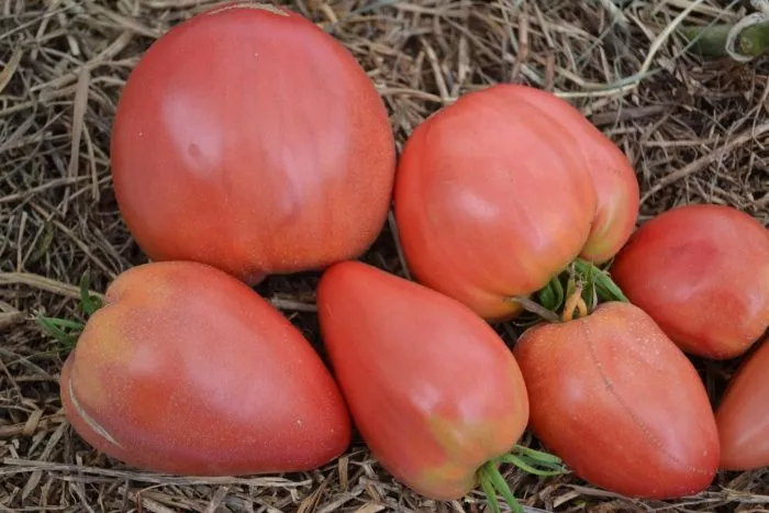 grazhdanskaya-voyna-kima-8-163949