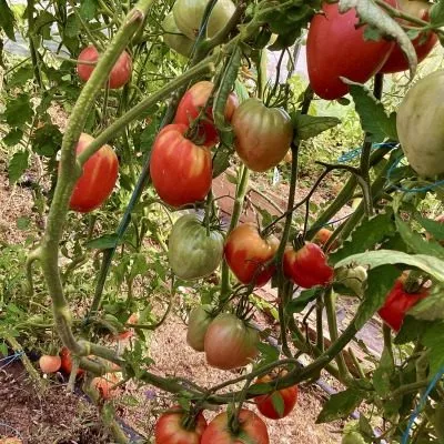 grazhdanskaya-voyna-kima-9-163949