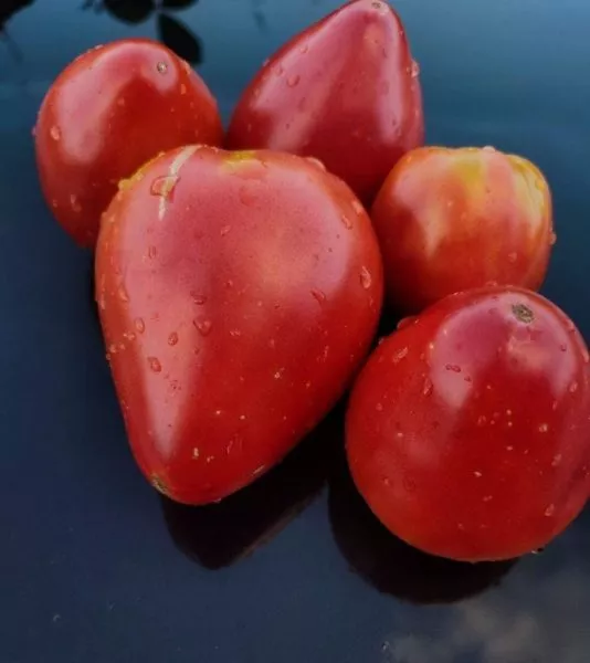 grazhdanskaya-voyna-kima-main-163949