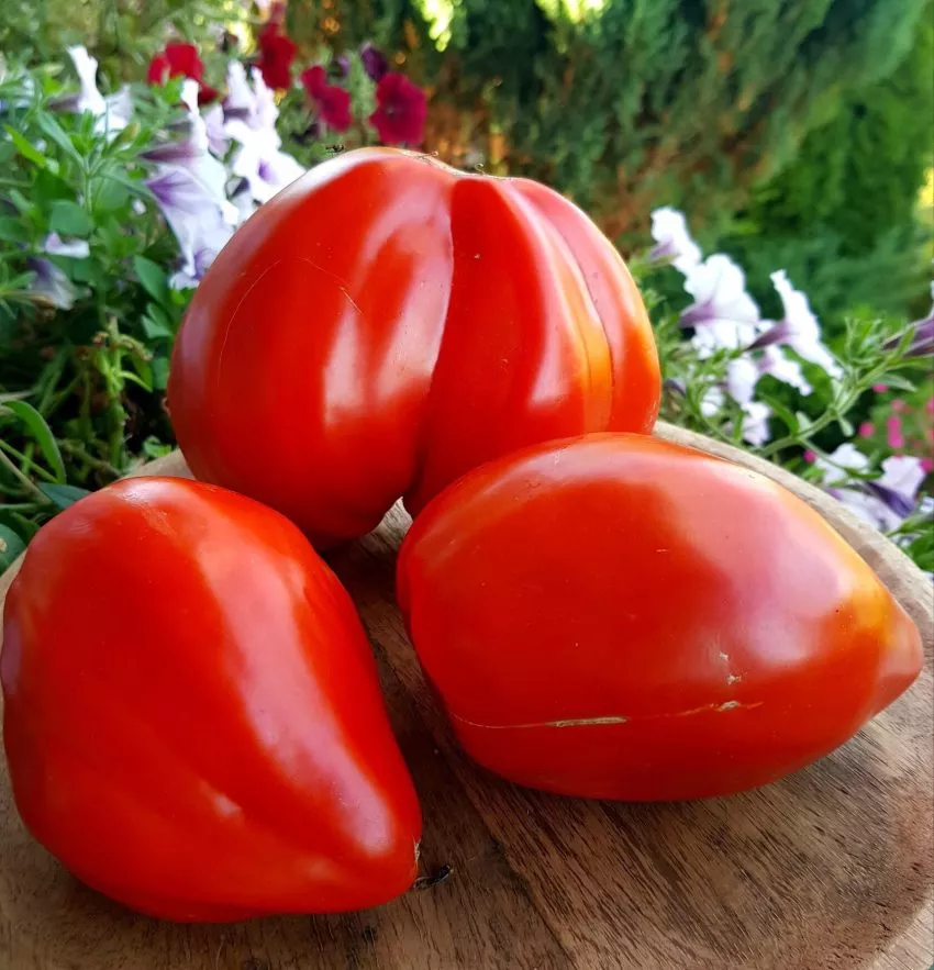 grebeshki-krasnye-1-131767