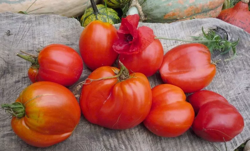 grebeshki-krasnye-3-131767