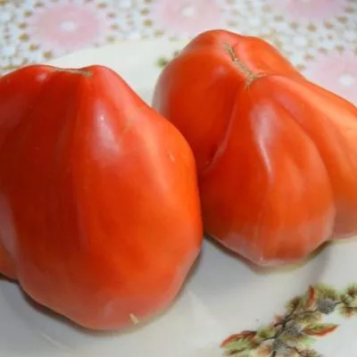 grebeshki-krasnye-5-131767