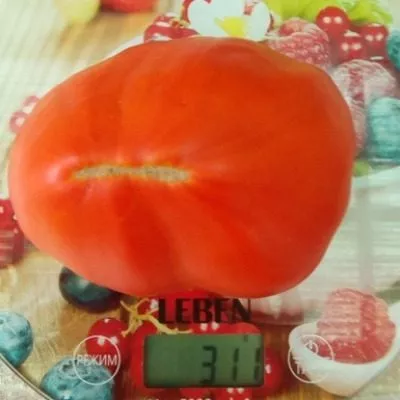 grebeshki-krasnye-6-131767