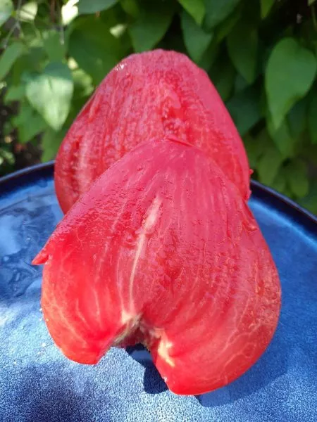 grebeshok-rozovyy-2-167478