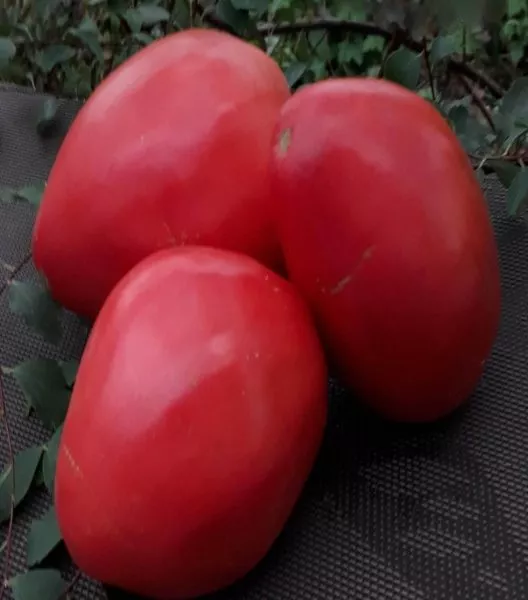 grebeshok-rozovyy-5-167478