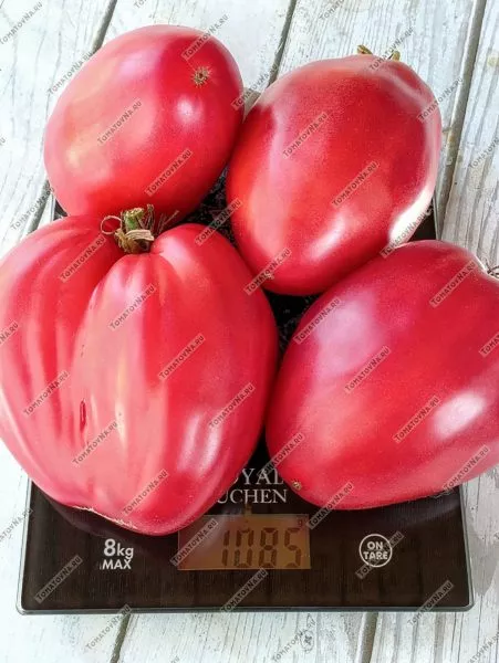 grebeshok-rozovyy-6-167478