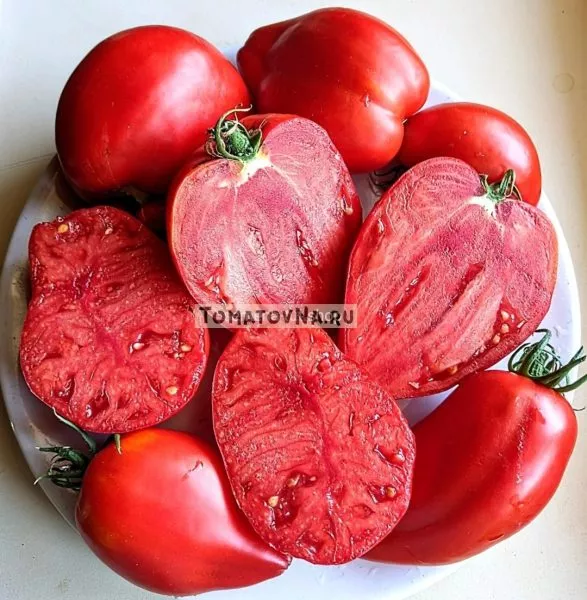 grebeshok-rozovyy-7-167478