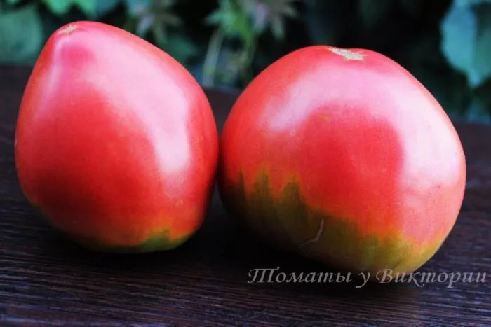 grebeshok-rozovyy-8-167478