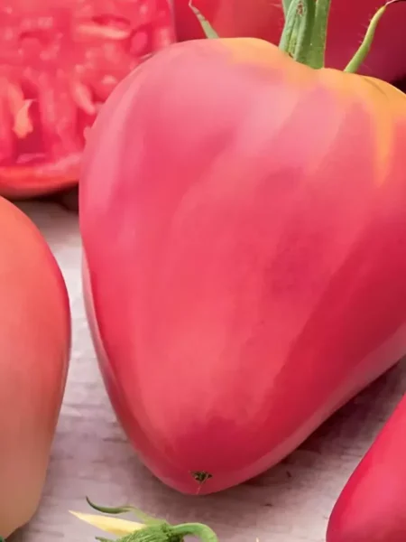 grebeshok-rozovyy-main-167478