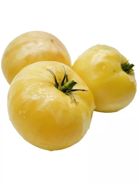 greyt-vayt-great-white-2-142956