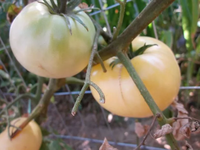 greyt-vayt-great-white-4-142956