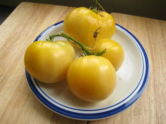 greyt-vayt-great-white-5-142956