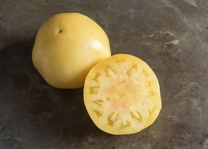 greyt-vayt-great-white-8-142956