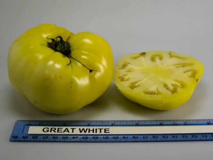 greyt-vayt-great-white-main-142956