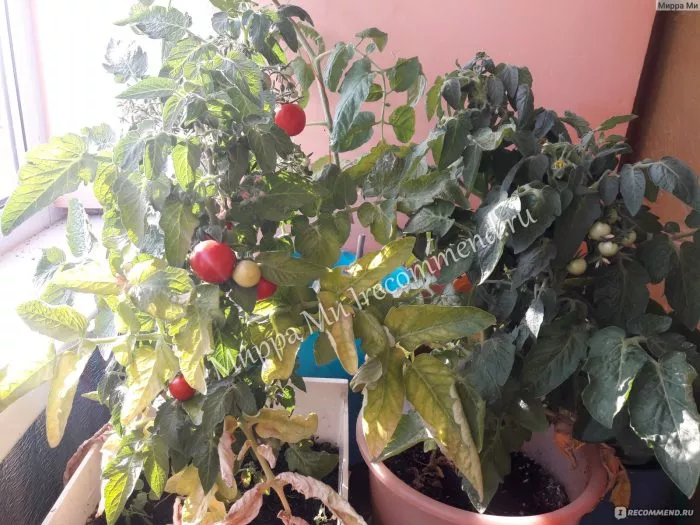 grigorashik-2-158927