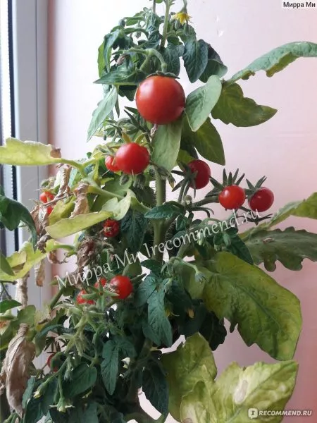 grigorashik-3-158927