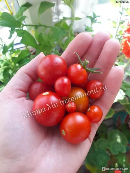 grigorashik-5-158927