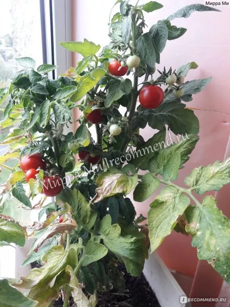 grigorashik-6-158927