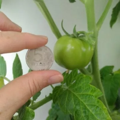 grigorashik-8-158927