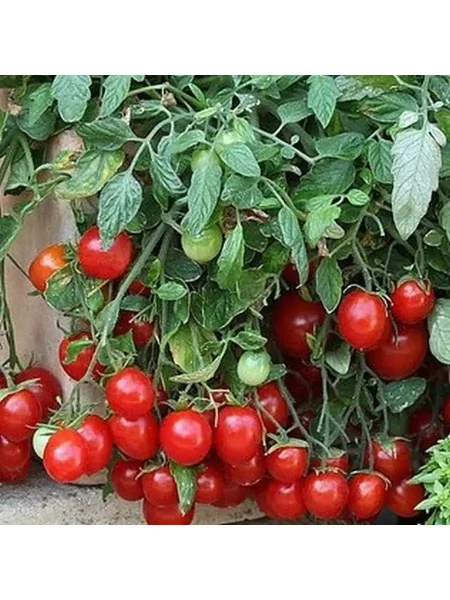 grigorashik-main-158927