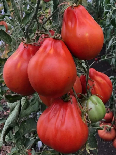 grusha-krasnaya-1-154780