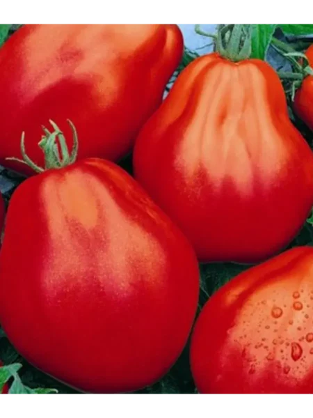 grusha-krasnaya-2-154780