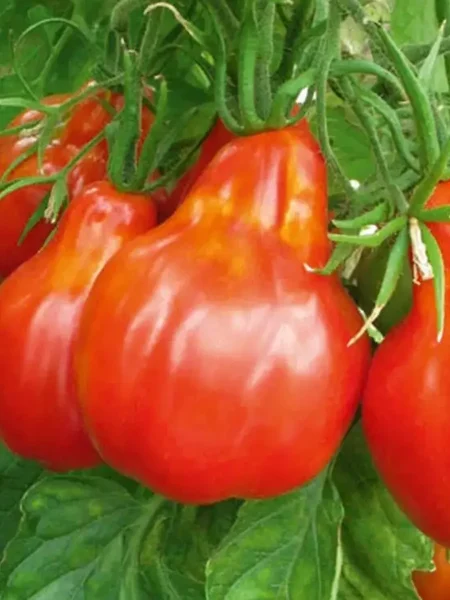 grusha-krasnaya-3-154780