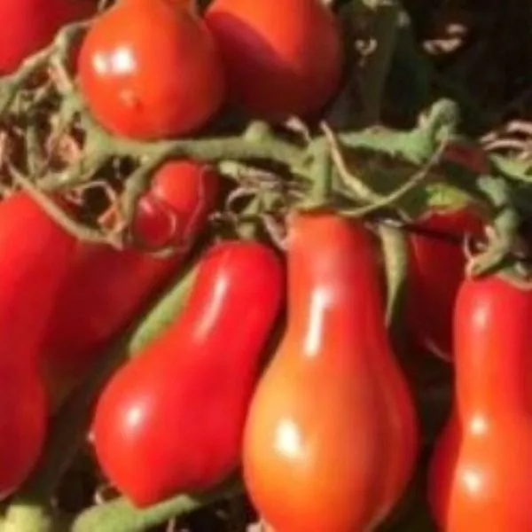 grusha-krasnaya-5-154780