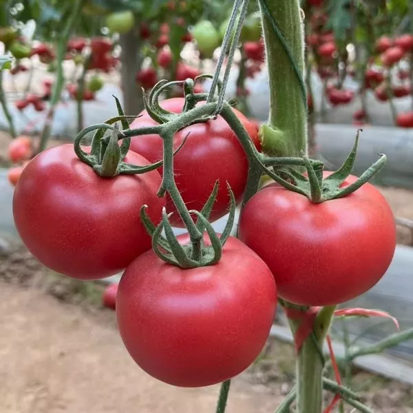 habarovskiy-rozovyy-main-164947