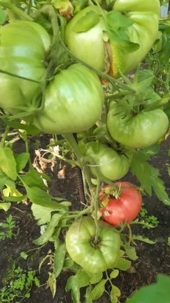 helen-nemetskiy-1-158957