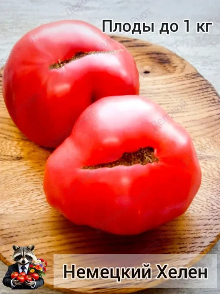 helen-nemetskiy-2-158957