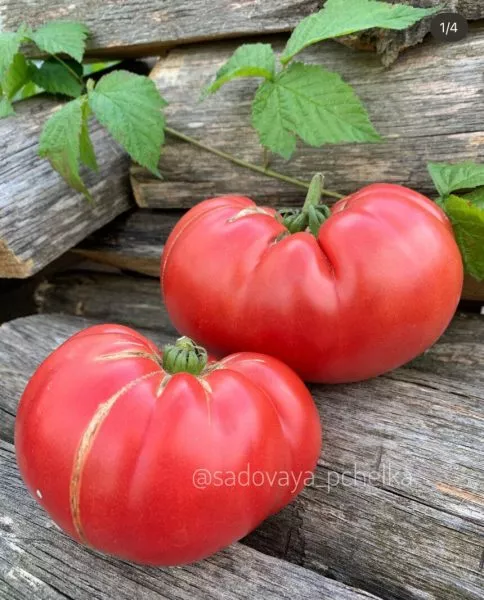 helen-nemetskiy-4-158957