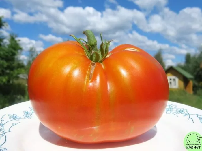 helen-nemetskiy-8-158957