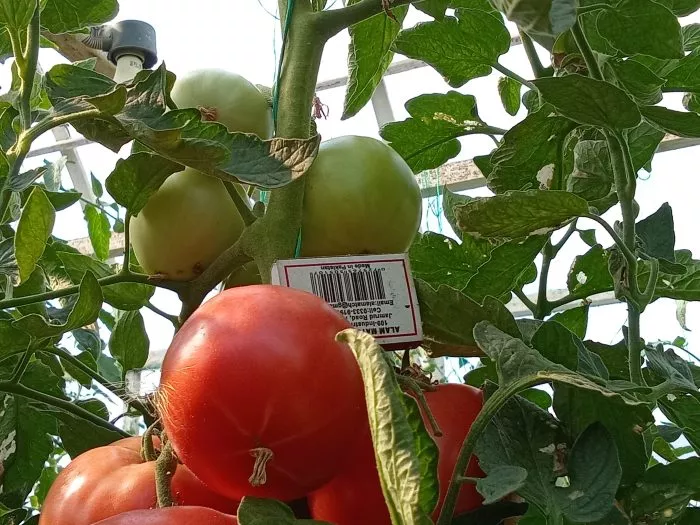 helen-nemetskiy-9-158957