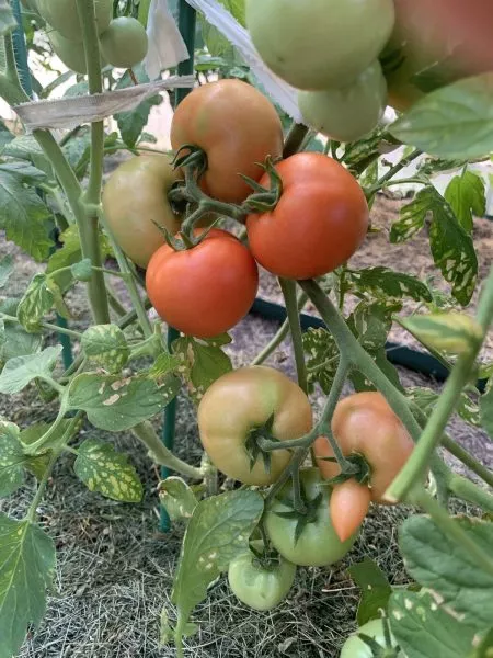 hikonovskiy-2-148145