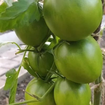 hikonovskiy-4-148145