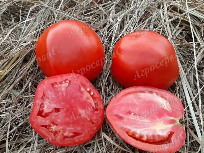 hikonovskiy-main-148145