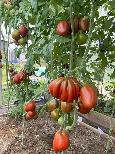 hinkali-korichnevyy-2-137336